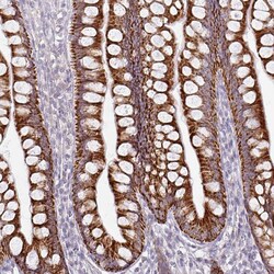 HMCN1 Polyclonal Antibody 100 &mu;L | Buy Online | Thermo Scientific | Fisher Scientific
