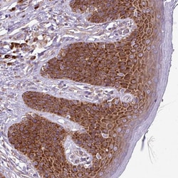 Invitrogen RPL13 Polyclonal Antibody 100 &mu;L; Unconjugated:Antibodies,