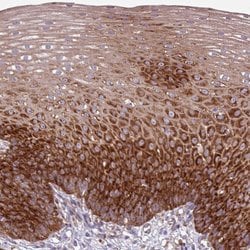 Invitrogen RPL13 Polyclonal Antibody 100 &mu;L; Unconjugated:Antibodies,
