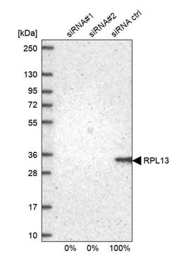 Invitrogen RPL13 Polyclonal Antibody 100 &mu;L; Unconjugated:Antibodies,