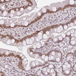 Invitrogen FAM32A Polyclonal Antibody 100 &mu;L; Unconjugated:Antibodies,