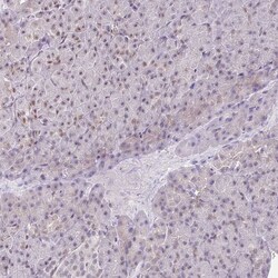 Invitrogen FAM32A Polyclonal Antibody 100 &mu;L; Unconjugated:Antibodies,