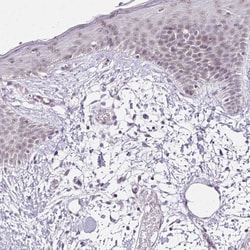 Invitrogen FAM32A Polyclonal Antibody 100 &mu;L; Unconjugated:Antibodies,