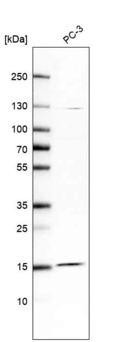 Invitrogen FAM32A Polyclonal Antibody 100 &mu;L | Buy Online | Invitrogen&trade; | Fisher Scientific