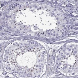 Invitrogen SPDYE1 Polyclonal Antibody 100 &mu;L; Unconjugated:Antibodies,
