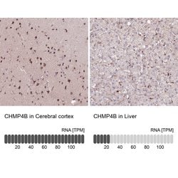 Invitrogen CHMP4B Polyclonal Antibody 100 &mu;L; Unconjugated:Antibodies,