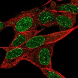 Invitrogen RADIL Polyclonal Antibody 100 &mu;L; Unconjugated:Antibodies,