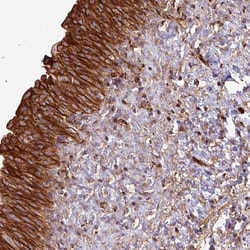 Invitrogen ZNF300 Polyclonal Antibody 100 &mu;L; Unconjugated:Antibodies,