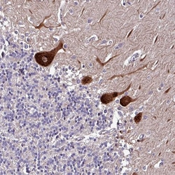 GRAPL Polyclonal Antibody:Antibodies, Polyclonal