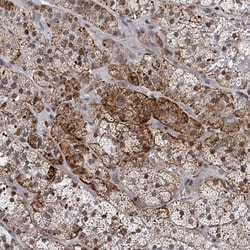 Invitrogen FNDC4 Polyclonal Antibody 100 &mu;L; Unconjugated:Antibodies,