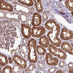 Invitrogen C14orf142 Polyclonal Antibody 100 &mu;L; Unconjugated:Antibodies,