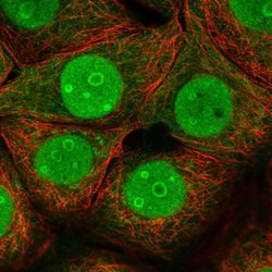Invitrogen C14orf142 Polyclonal Antibody 100 &mu;L; Unconjugated:Antibodies,