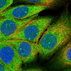 Invitrogen PAFAH1B2 Polyclonal Antibody 100 &mu;L; Unconjugated:Antibodies,
