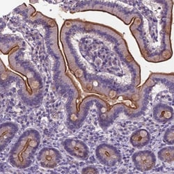 Invitrogen T4S20 Polyclonal Antibody 100 &mu;L; Unconjugated:Antibodies,