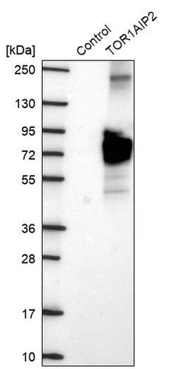 Invitrogen TOR1AIP2 Polyclonal Antibody 100 &mu;L; Unconjugated:Antibodies,