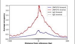 Invitrogen ZNF575 Polyclonal Antibody 100 &mu;L; Unconjugated:Antibodies,