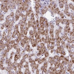 Invitrogen ANKRD13B Polyclonal Antibody 100 &mu;L; Unconjugated:Antibodies,