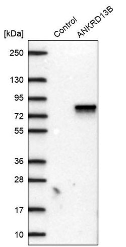 Invitrogen ANKRD13B Polyclonal Antibody 100 &mu;L; Unconjugated:Antibodies,