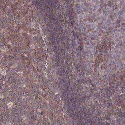 Invitrogen Ly-108 Polyclonal Antibody 100 &mu;L; Unconjugated:Antibodies,