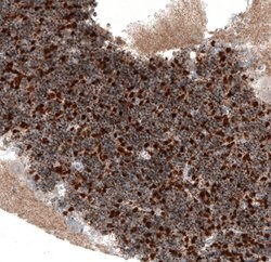 Invitrogen SERPINE3 Polyclonal Antibody 100 &mu;L; Unconjugated:Antibodies,