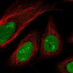 Invitrogen™ SAMD14 Polyclonal Antibody