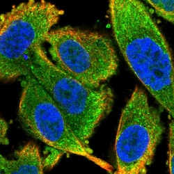 Invitrogen LSM12 Polyclonal Antibody 100 &mu;L; Unconjugated:Antibodies,