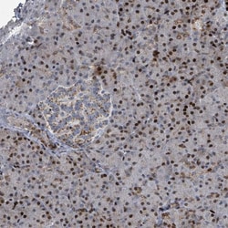 Invitrogen COL20A1 Polyclonal Antibody 100 &mu;L; Unconjugated:Antibodies,