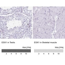Invitrogen ESX1 Polyclonal Antibody 100 &mu;L; Unconjugated:Antibodies,