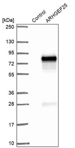 Invitrogen GEFT Polyclonal Antibody 100 &mu;L; Unconjugated:Antibodies,