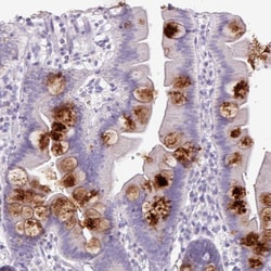 Invitrogen OR2T10 Polyclonal Antibody 100 &mu;L; Unconjugated:Antibodies,