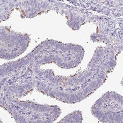 Invitrogen PNLDC1 Polyclonal Antibody 100 &mu;L; Unconjugated:Antibodies,