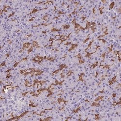 Invitrogen PNLDC1 Polyclonal Antibody 100 &mu;L; Unconjugated:Antibodies,