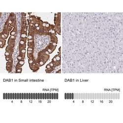 Invitrogen DAB1 Polyclonal Antibody 100 &mu;L | Buy Online | Invitrogen&trade; | Fisher Scientific