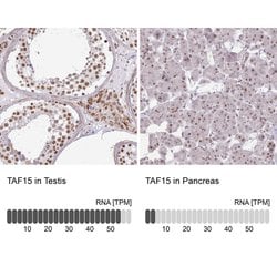 Invitrogen TAF15 Polyclonal Antibody 100 &mu;L; Unconjugated:Antibodies,