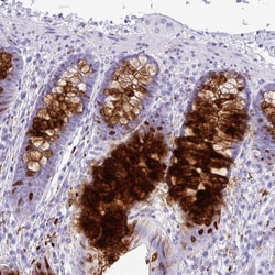 Invitrogen ZG16 Polyclonal Antibody 100 &mu;L; Unconjugated:Antibodies,