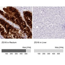 Invitrogen ZG16 Polyclonal Antibody 100 &mu;L; Unconjugated:Antibodies,