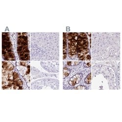 Invitrogen ZG16 Polyclonal Antibody 100 &mu;L; Unconjugated:Antibodies,