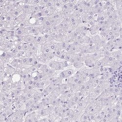 Invitrogen ZG16 Polyclonal Antibody 100 &mu;L; Unconjugated:Antibodies,