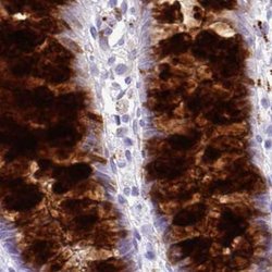 Invitrogen ZG16 Polyclonal Antibody 100 &mu;L; Unconjugated:Antibodies,