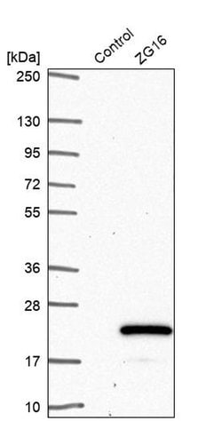Invitrogen ZG16 Polyclonal Antibody 100 &mu;L; Unconjugated:Antibodies,