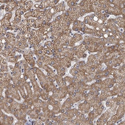Invitrogen C7orf26 Polyclonal Antibody 100 &mu;L; Unconjugated:Antibodies,