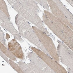 Invitrogen C7orf26 Polyclonal Antibody 100 &mu;L; Unconjugated:Antibodies,