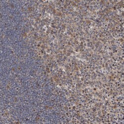 Invitrogen C7orf26 Polyclonal Antibody 100 &mu;L; Unconjugated:Antibodies,