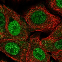 Invitrogen RPP25L Polyclonal Antibody 100 &mu;L; Unconjugated:Antibodies,