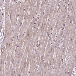 Invitrogen RPP25L Polyclonal Antibody 100 &mu;L; Unconjugated:Antibodies,