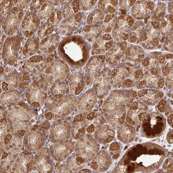 Invitrogen MALSU1 Polyclonal Antibody 100 &mu;L; Unconjugated:Antibodies,