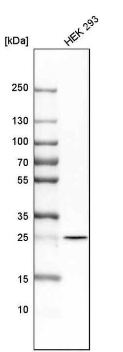 Invitrogen OIP5 Polyclonal Antibody 100 &mu;L | Buy Online | Invitrogen&trade; | Fisher Scientific