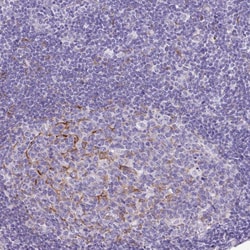 Invitrogen SLC38A1 Polyclonal Antibody 100 &mu;L; Unconjugated:Antibodies,