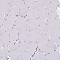 Invitrogen SLC38A1 Polyclonal Antibody 100 &mu;L; Unconjugated:Antibodies,