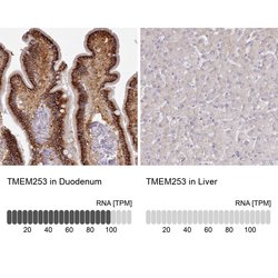 Invitrogen TMEM253 Polyclonal Antibody 100 &mu;L; Unconjugated:Antibodies,